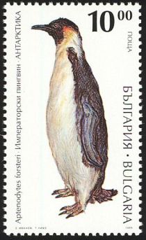 Emperor Penguin (Aptenodytes forsteri)