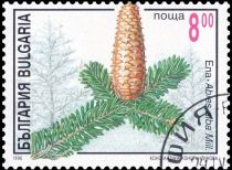 Silver fir