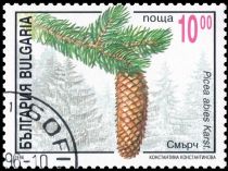 Norway spruce