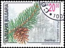 Scots Pine