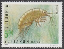 Shrimp (Gammarus arduus)