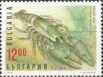 Noble Crayfish (Astacus astacus)