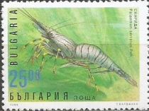 Common Prawn (Palaemon serratus)