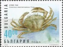 Green Crab (Carcinus mediterraneus)