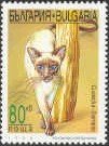 Siamese Cat (Felis silvestris catus)