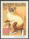 Burmese (Felis silvestris catus)