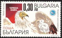 Egyptian Vulture (Neophron percnopterus)