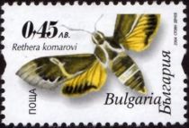 Yellow-brown Toned Butterfly (Rethera komarovi)