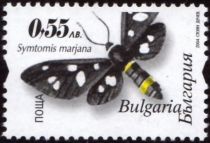 (Symtomis marjana)