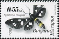 (Symtomis marjana)