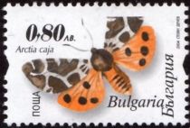 Garden Tiger Moth (Arctia caja)