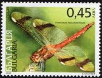 Banded Darter (Sympetrum pedemontanum)