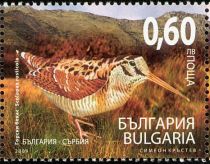 Eurasian Woodcock (Scolopax rusticola)