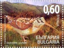 Eurasian Woodcock (Scolopax rusticola) - Imperforate