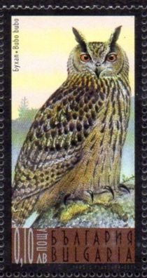 Eurasian Eagle-Owl (Bubo bubo)