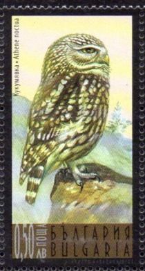 Little Owl (Athene noctua)