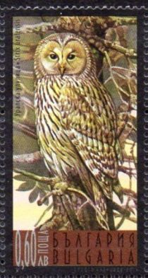 Ural Owl (Strix uralensis)