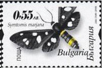 (Symtomis marjana)