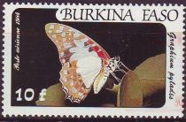 Angola White Lady (Graphium pylades)