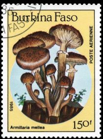 Armillaria mellea