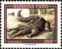 West African Crocodile (Crocodylus suchus)