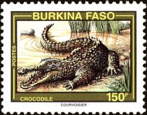 West African Crocodile (Crocodylus suchus)