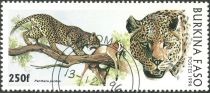 Leopard (Panthera pardus)