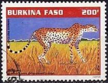 Cheetah (Acinonyx jubatus)