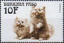 Chinchilla Persian (Felis silvestris catus)