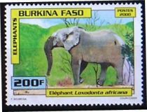 African Elephant (Loxodonta africana)