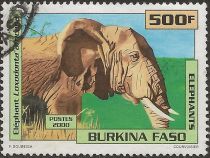 African Elephant (Loxodonta africana)