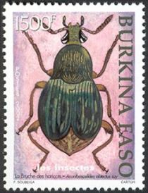 Bean Weevil (Acanthoscelides obtectus)