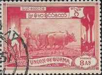 Ploughing paddy field with oxen