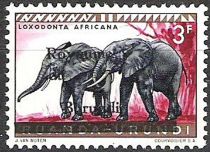 African Bush Elephants (Loxodonta africana) - overprinted