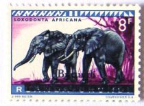 African Bush Elephants (Loxodonta africana) - overprinted