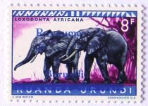 African Bush Elephants (Loxodonta africana) - overprinted