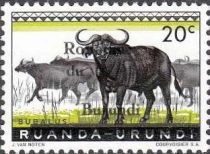 African Buffaloes (Syncerus caffer) - overprinted