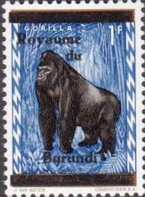 Gorilla(Gorilla beringei)