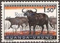 African Buffaloes (Syncerus caffer) - overprinted