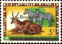 Common Eland (T. oryx), Plains Zebra (E. quagga) - overprint