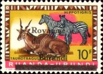 Common Eland (T. oryx), Plains Zebra (E. quagga) - overprint