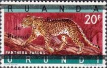 Leopard (Panthera pardus)