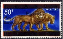 Lion (Panthera leo)