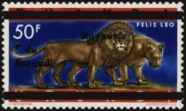 Lion (Panthera Leo)