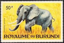 African Elephant (Loxodonta africana)