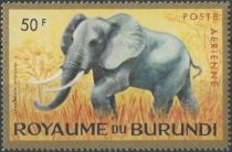 African Elephant (Loxodonta africana)