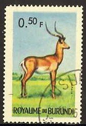 Impala (Aepyceros melampus)