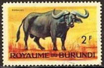 African Buffalo (Syncerus caffer)