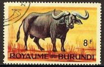 African Buffalo (Syncerus caffer)