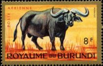 African Buffalo (Syncerus caffer)